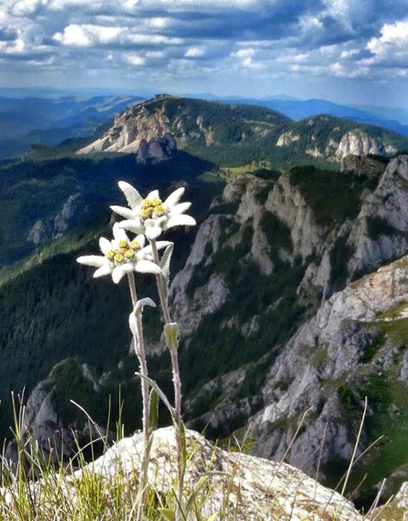 Les pouvoirs de l'edelweiss par visoanska