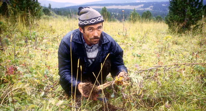 Rhodiola rosea from The Altay Region of Central Siberia