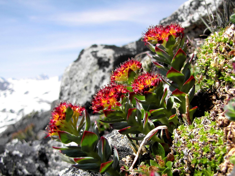 Rhodiola crenulata Visoanska