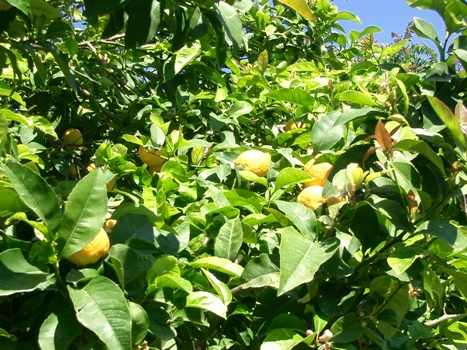 Citronniers des Iles Salines